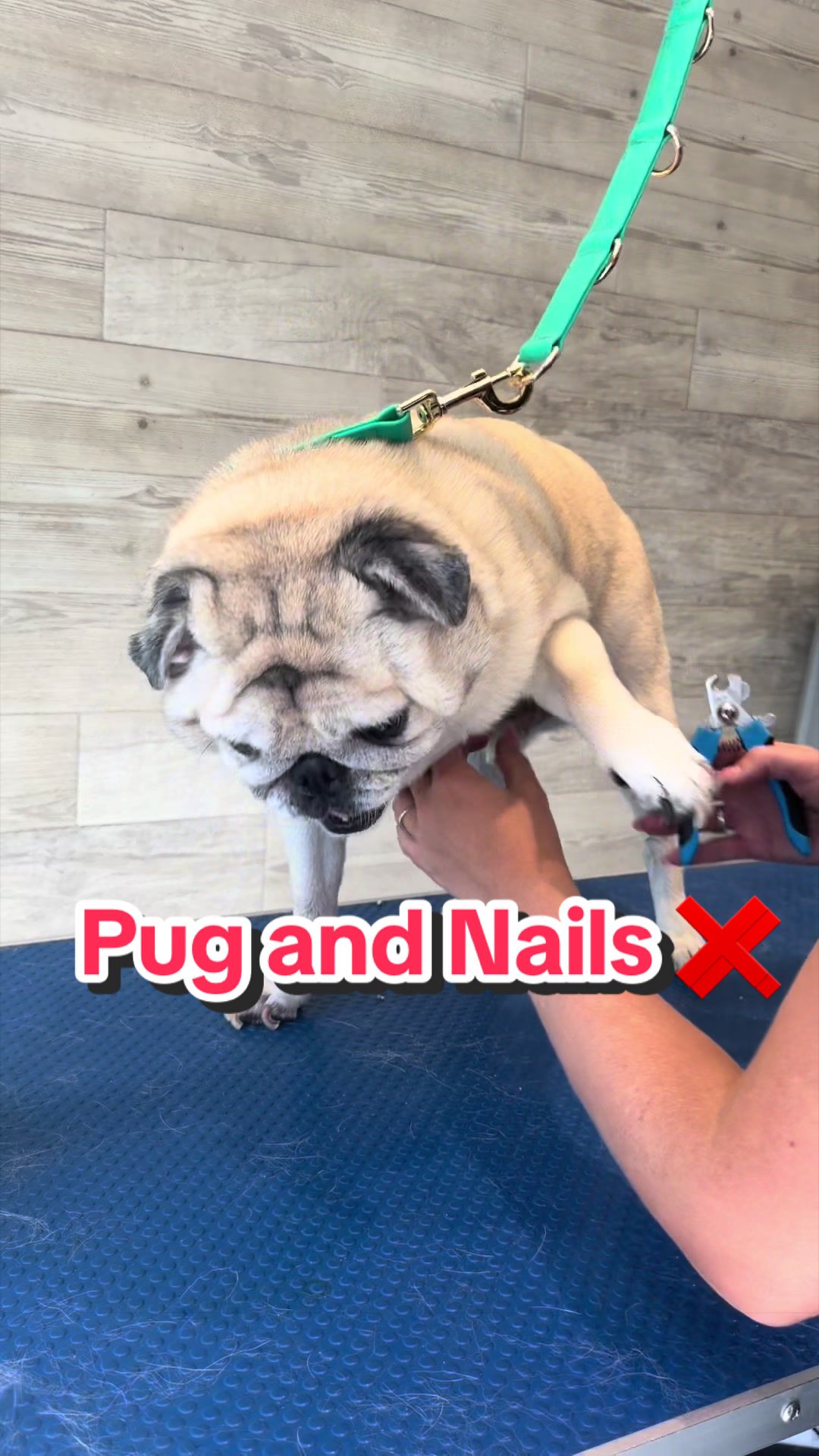 @Pawfect By Abbie