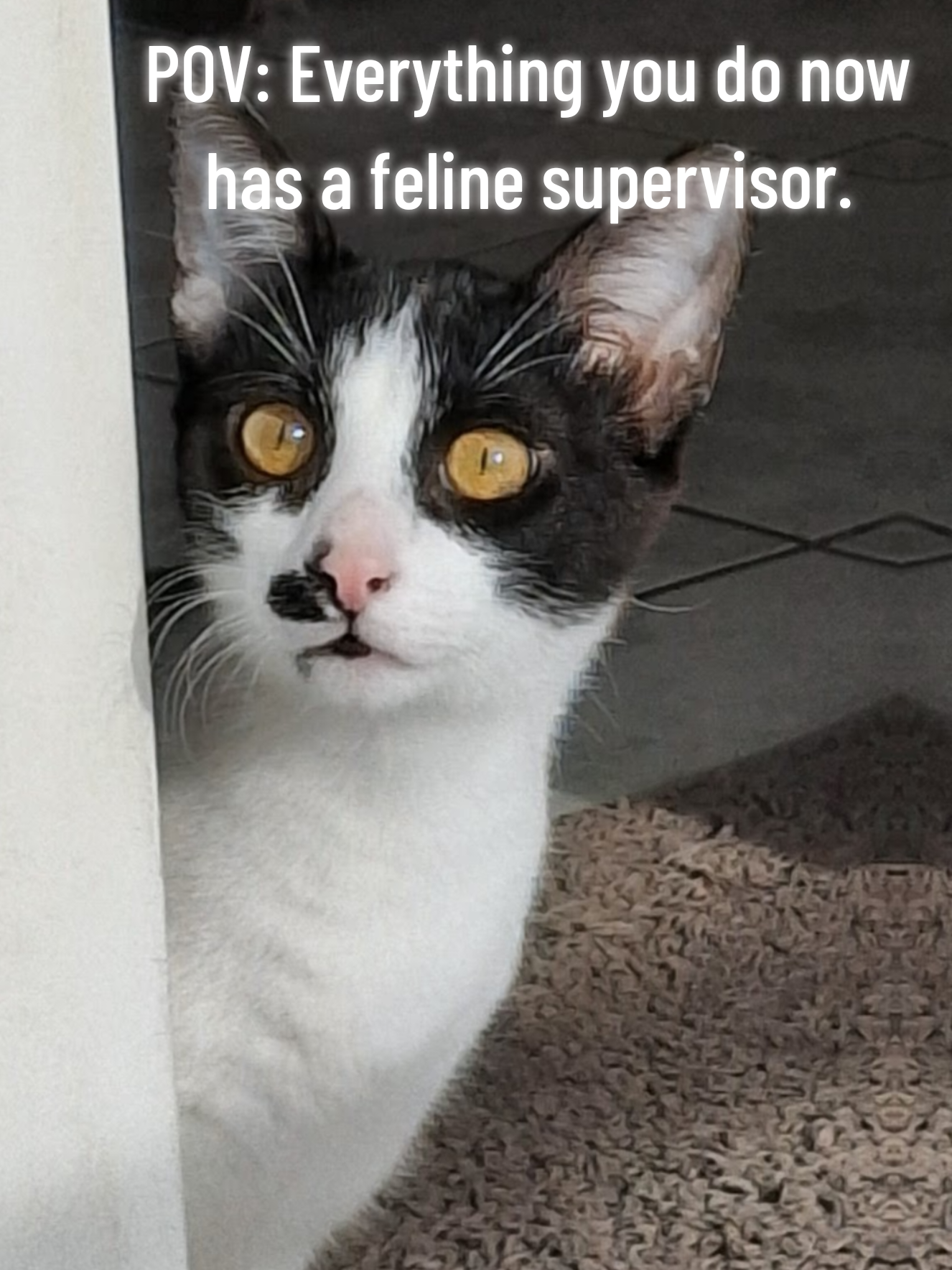 @Greek Animal Rescue