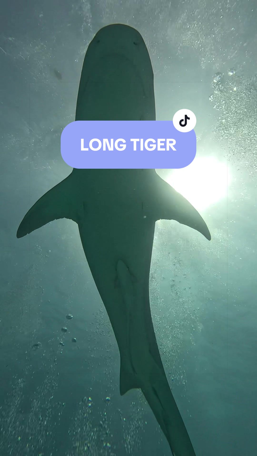 @SCUBA&ensp;DAN&ensp;🦈
