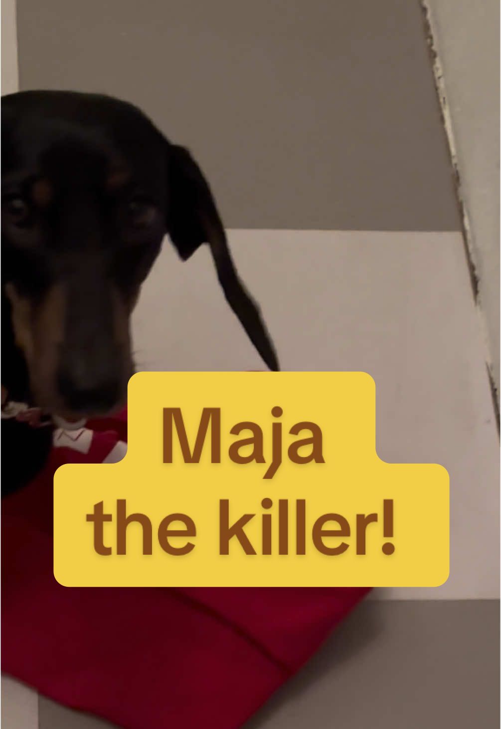 @SausagedogMaja