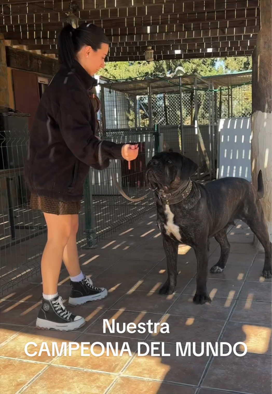 @Cane Corso Domus Targaryen