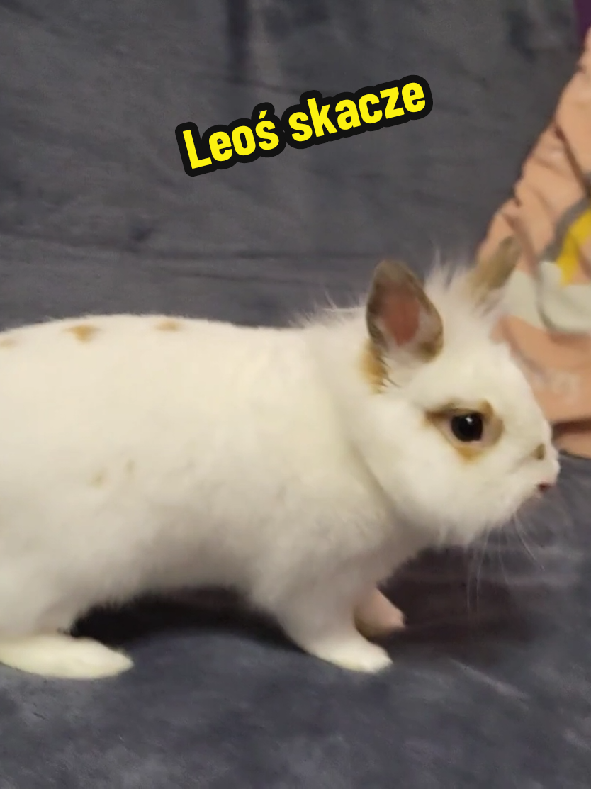 @Króliki