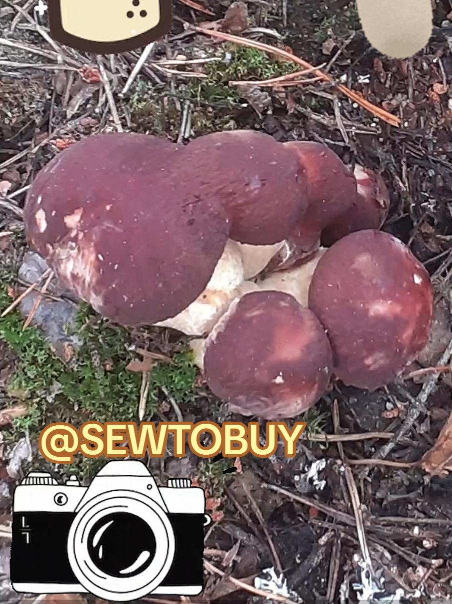 @SewToBuy