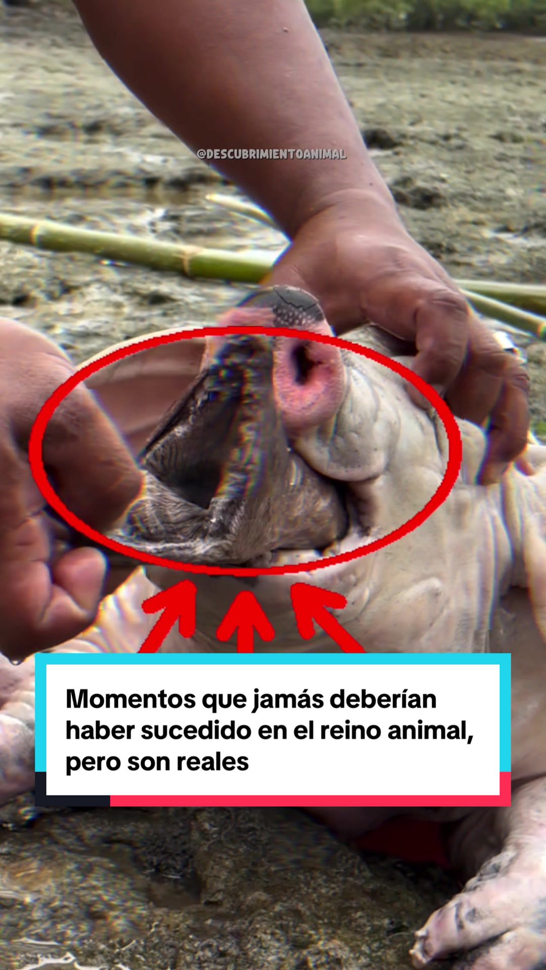 @Descubrimientoanimal