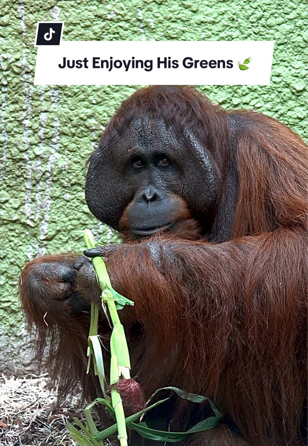 @Animals Travel Adventures