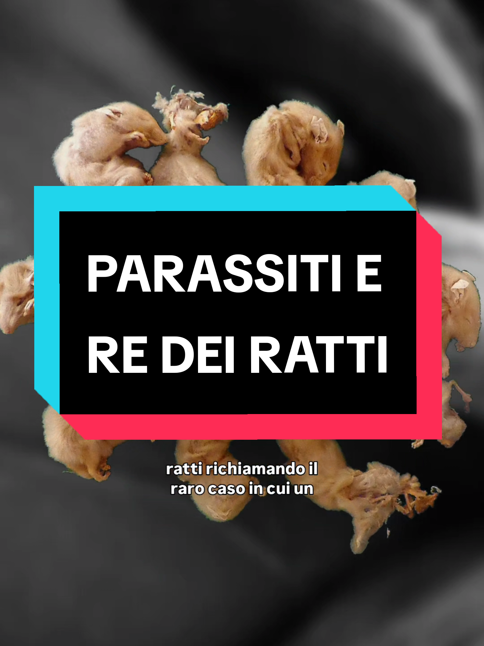 @bag of parasites