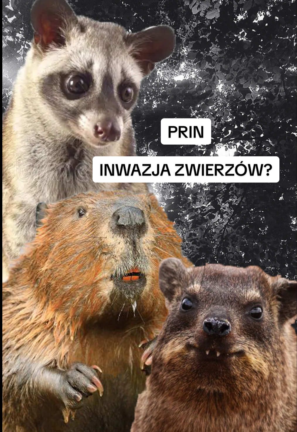 @Daria Zi&oacute;łkowska