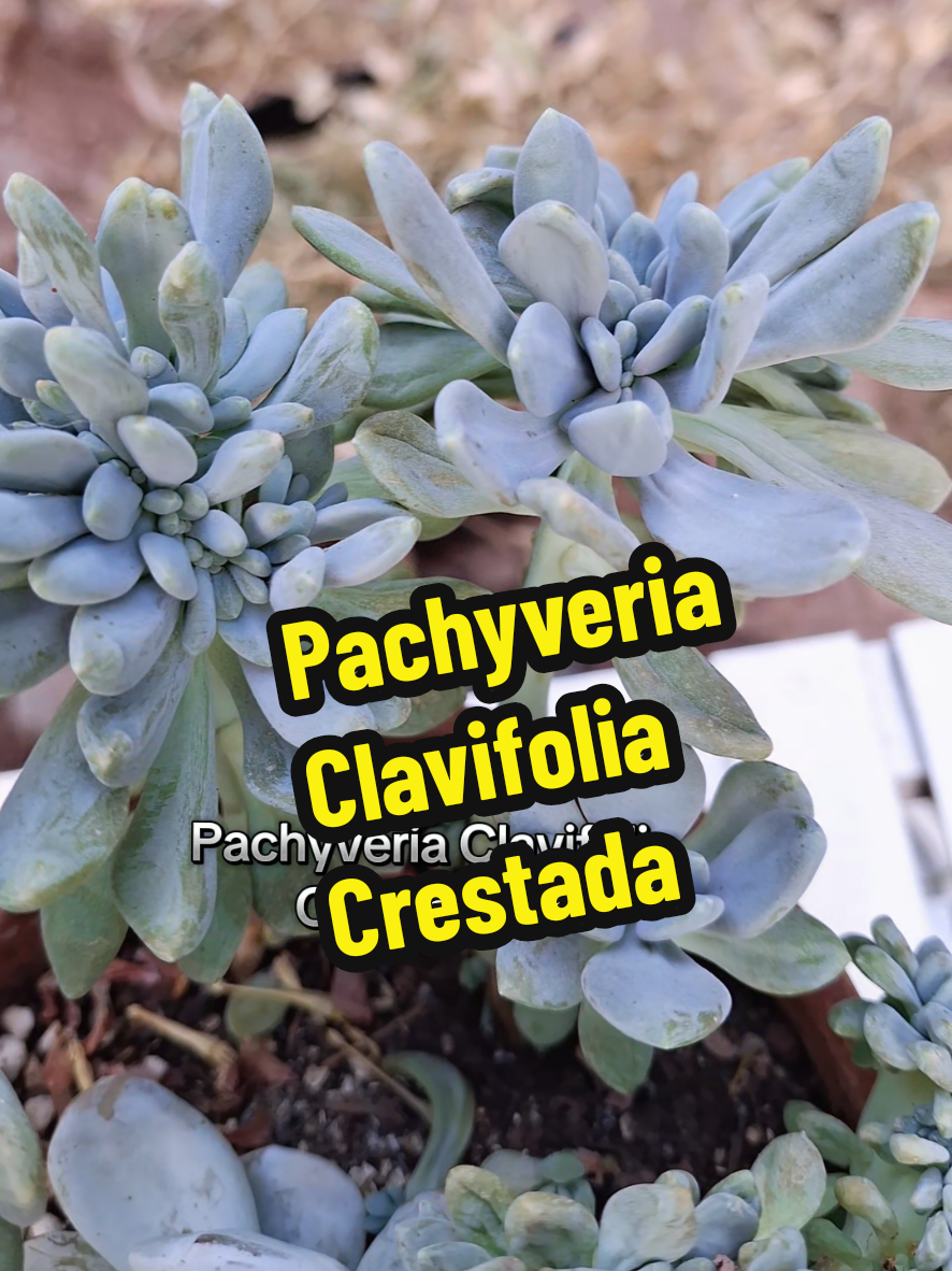 @Succulent_ninja