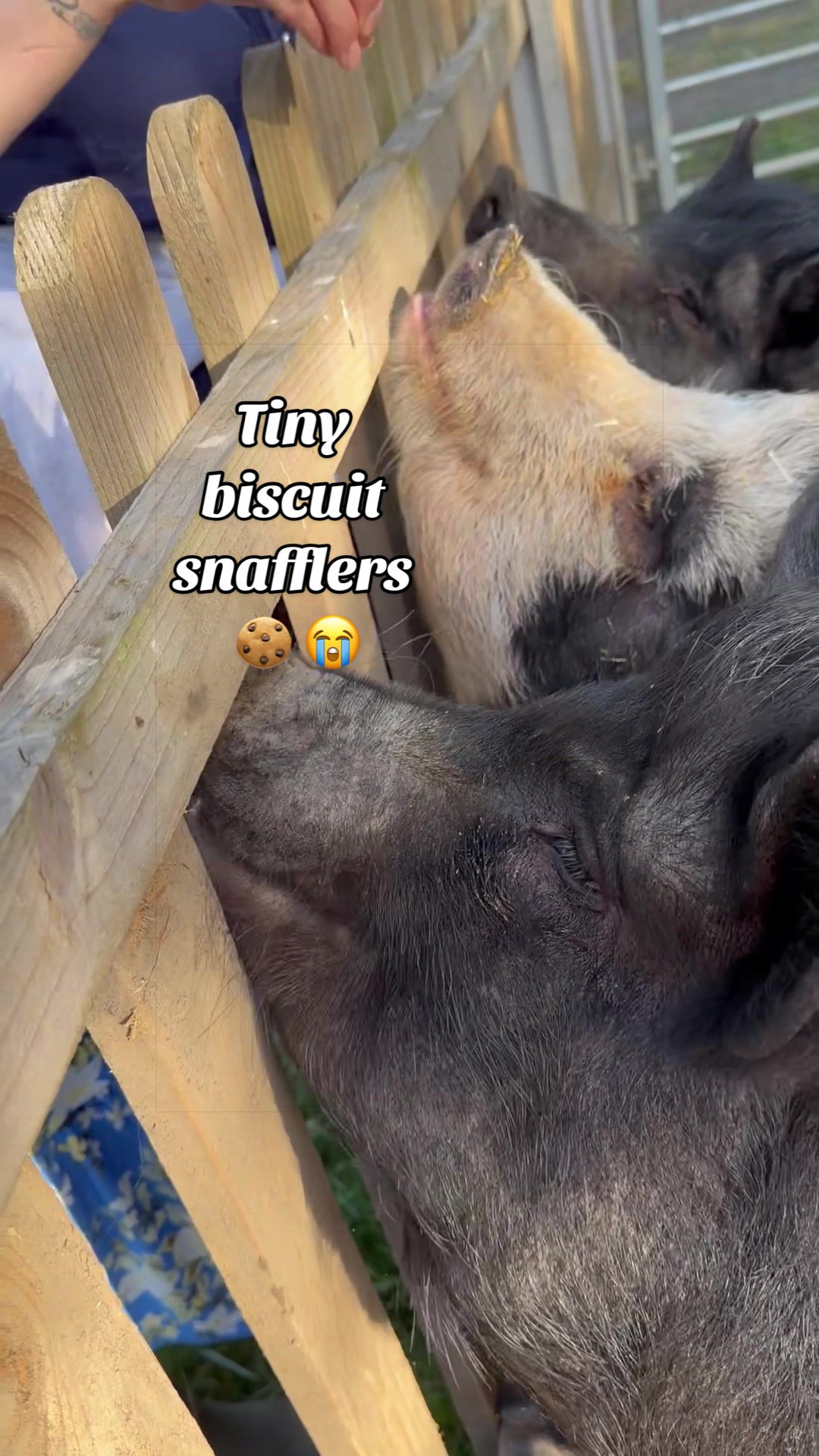 @AhimsaAnimalSanctuaryUK