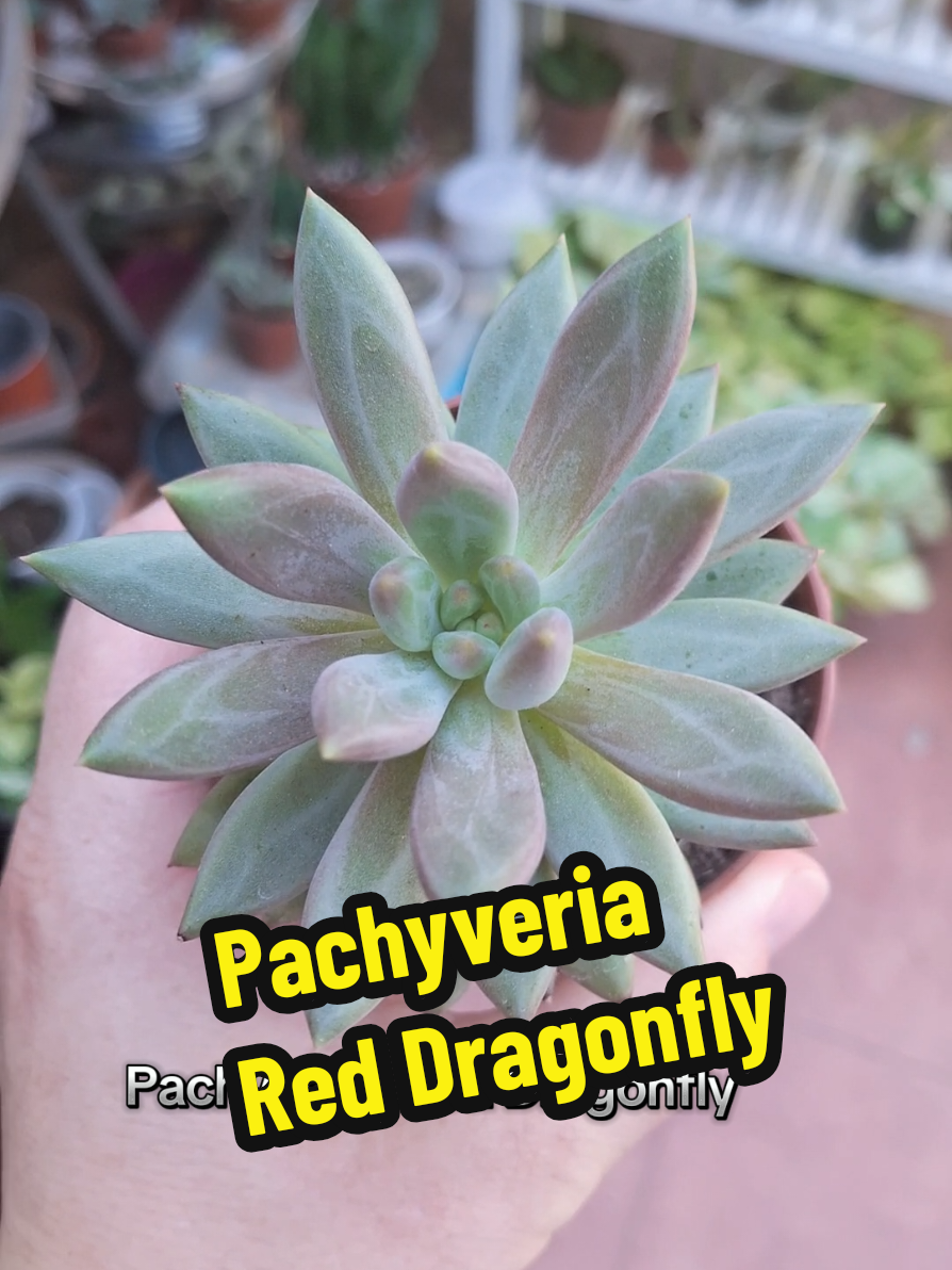 @Succulent_ninja