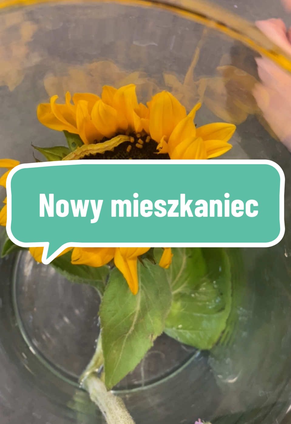 @StarFlowers
