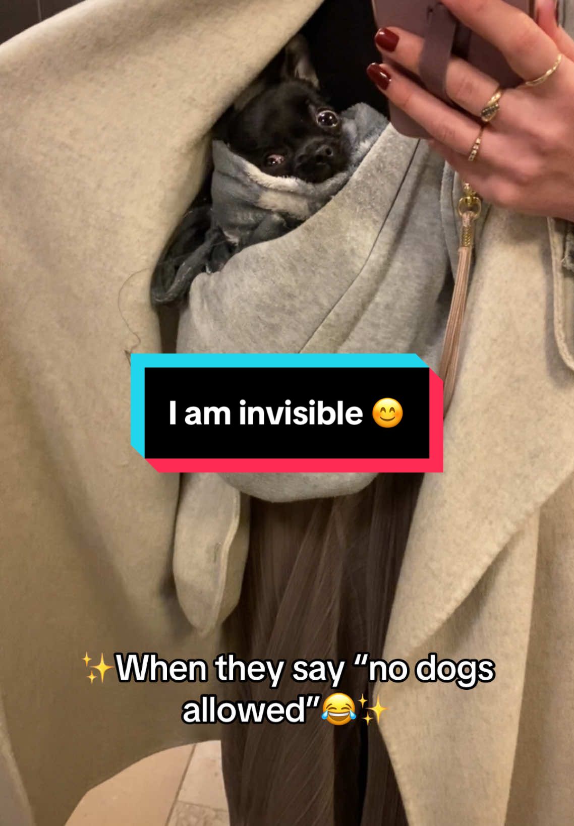 @the_chihuahua_mochi