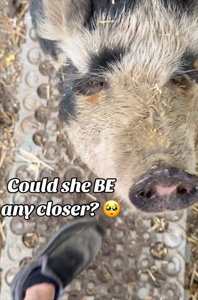@AhimsaAnimalSanctuaryUK