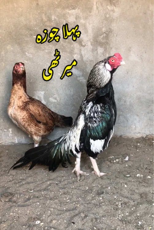 @Poultry Markaz