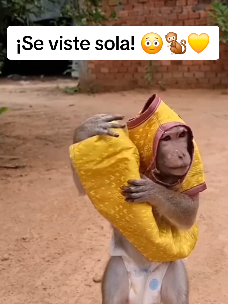 @monkeyYAYA