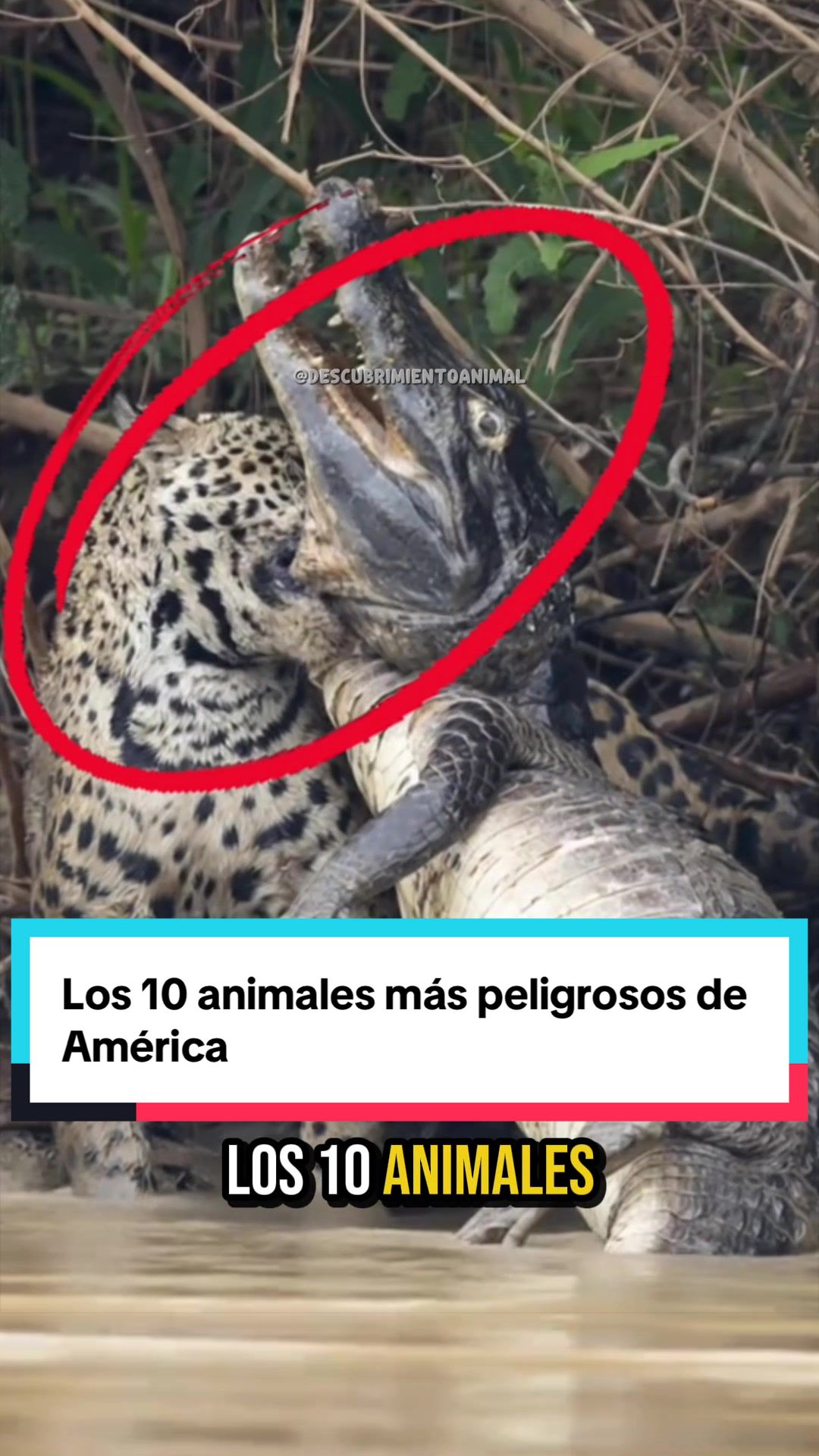@Descubrimientoanimal