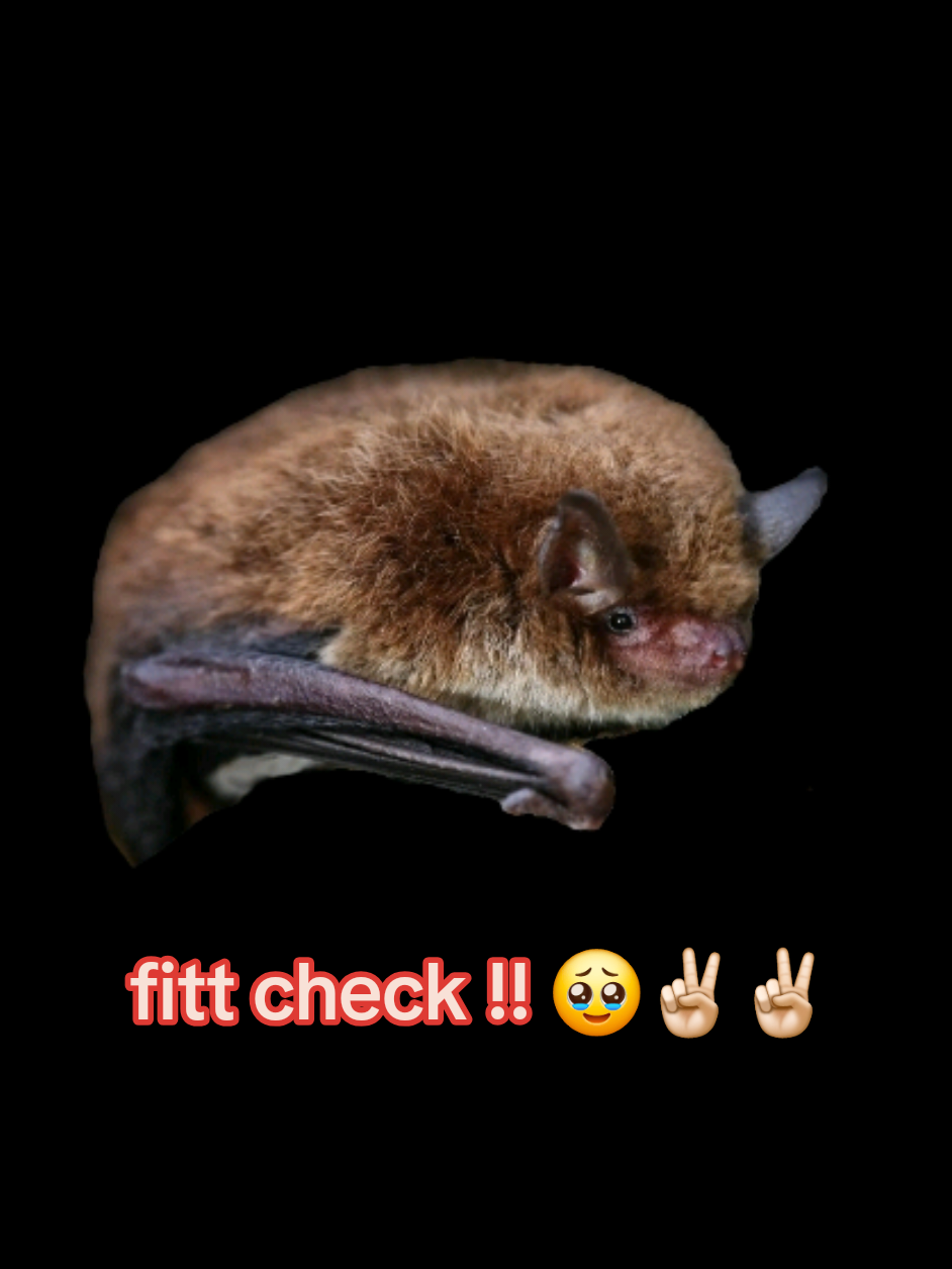 @🦇👻⦻𝐿𝑖𝑙𝑦 𝑙𝑢𝑛𝑑𝑦⦻👻🦇