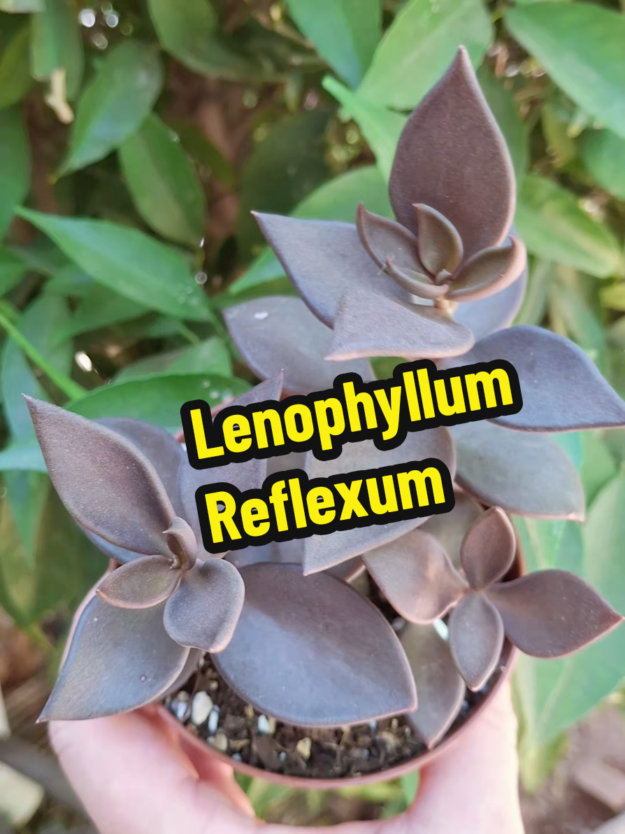 @Succulent_ninja