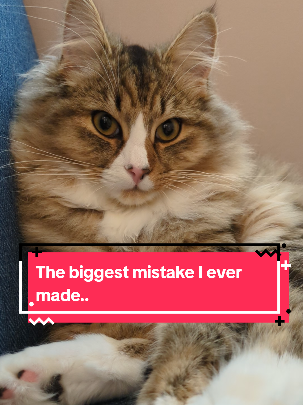 @The Cutest Cats Ever