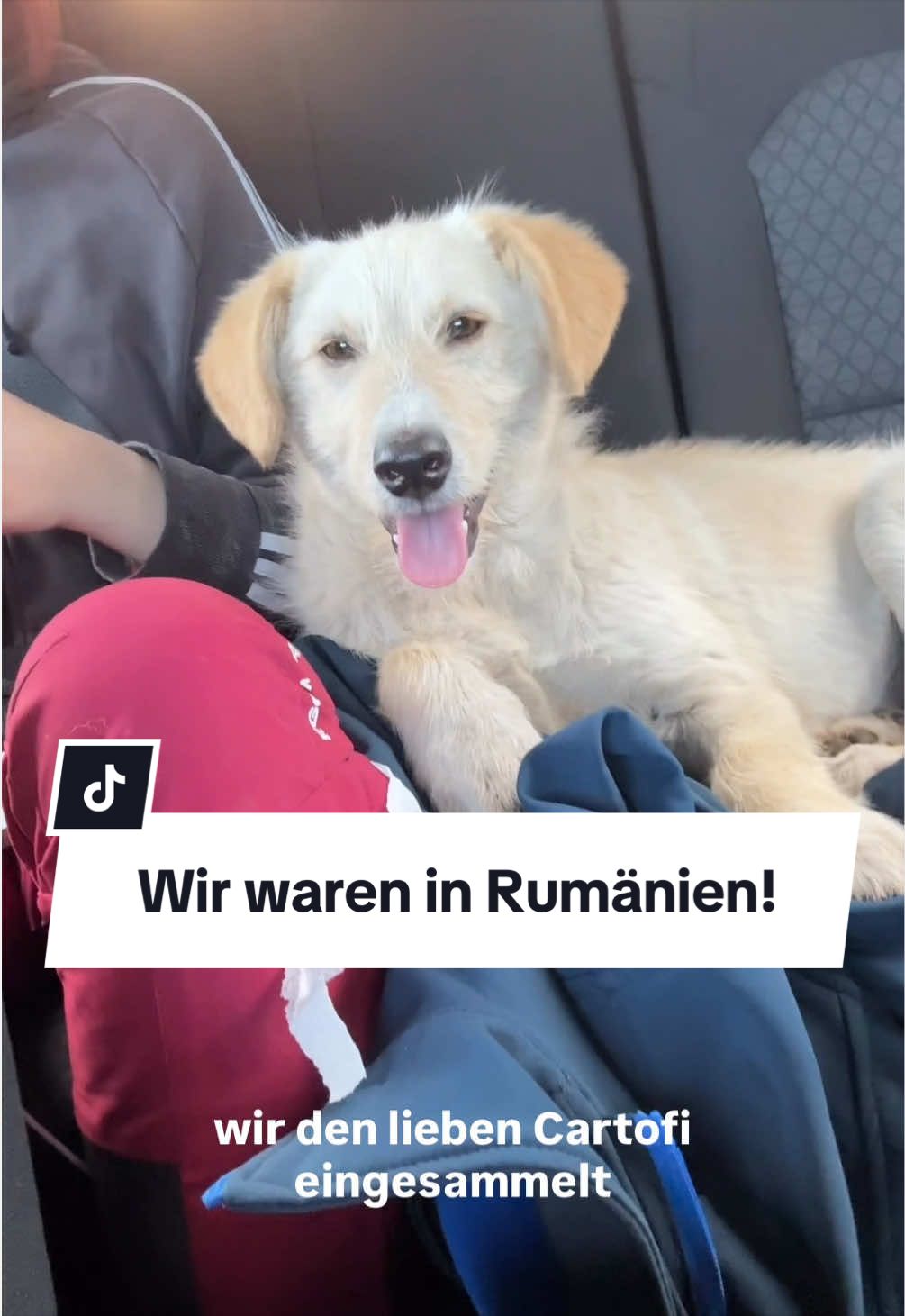 @Ein Herz für Streuner e.V.