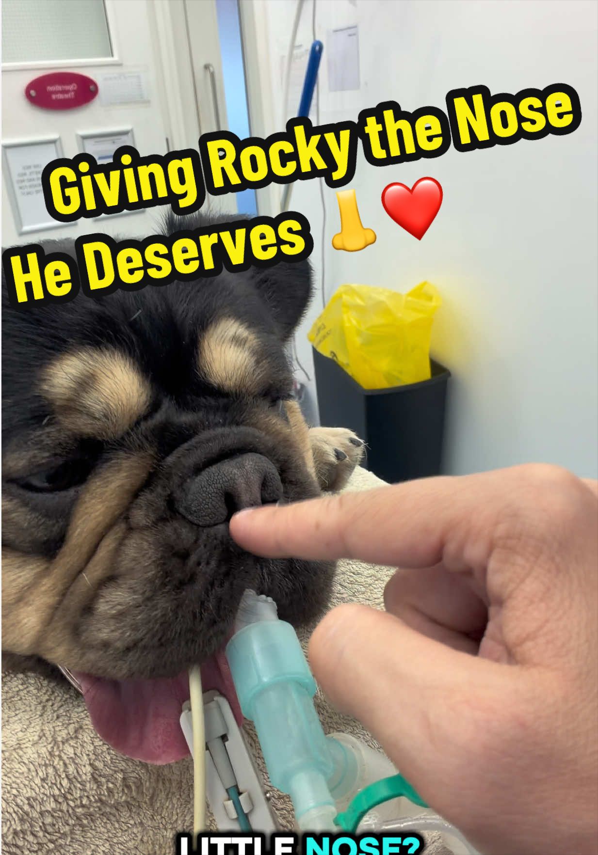 @Tomasthevet
