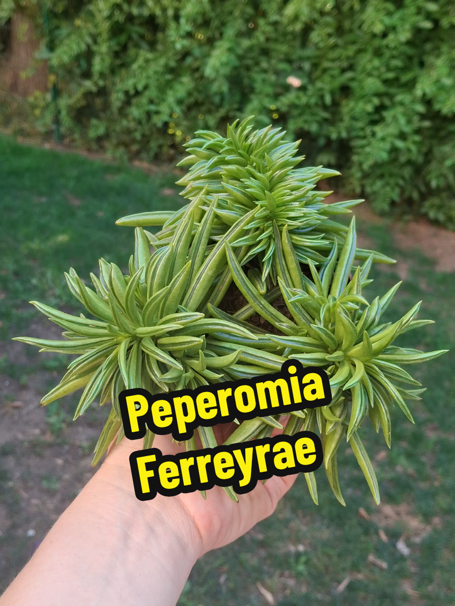 @Succulent_ninja