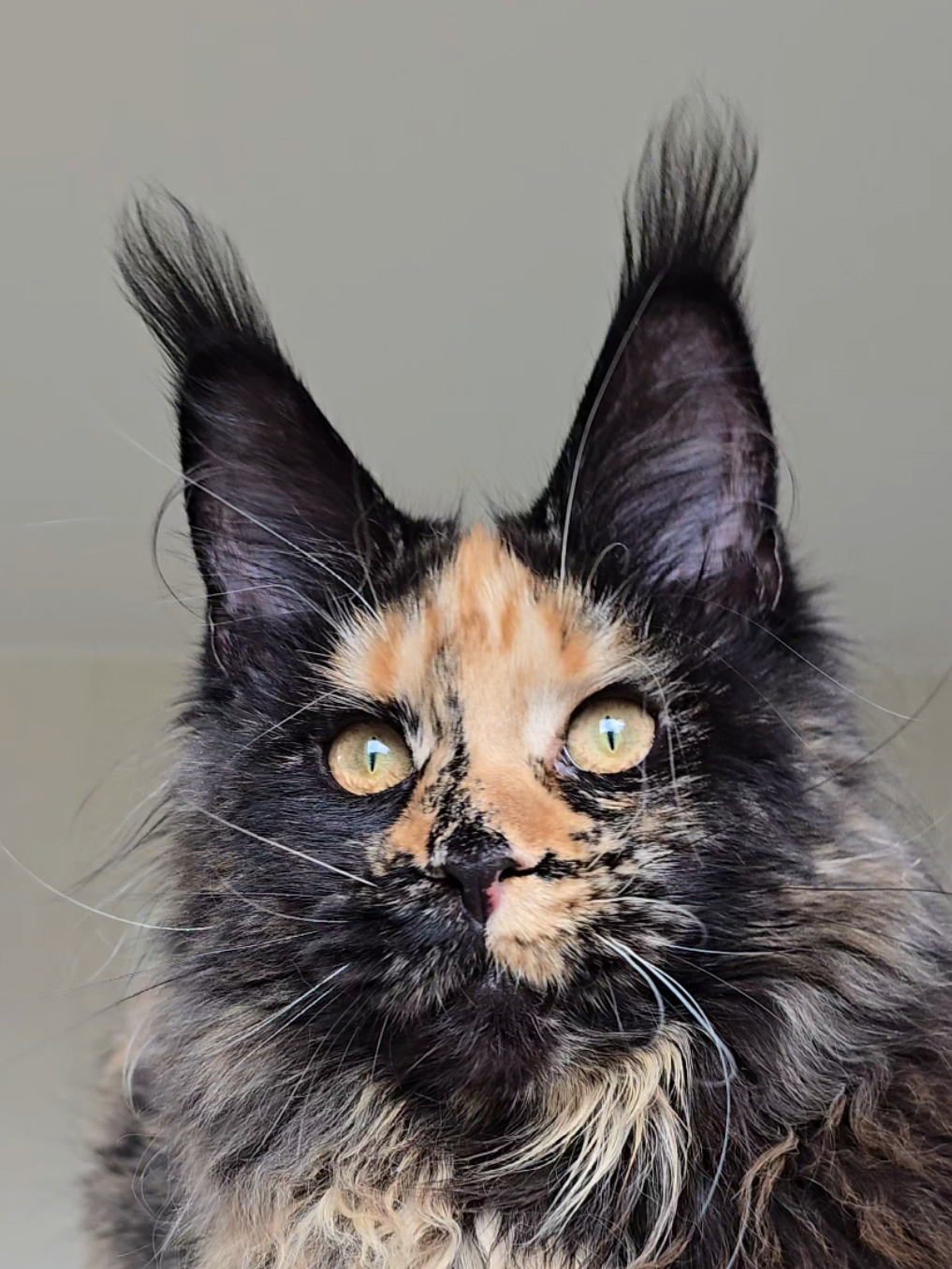 @Maine Coon Cattery Forest Rich