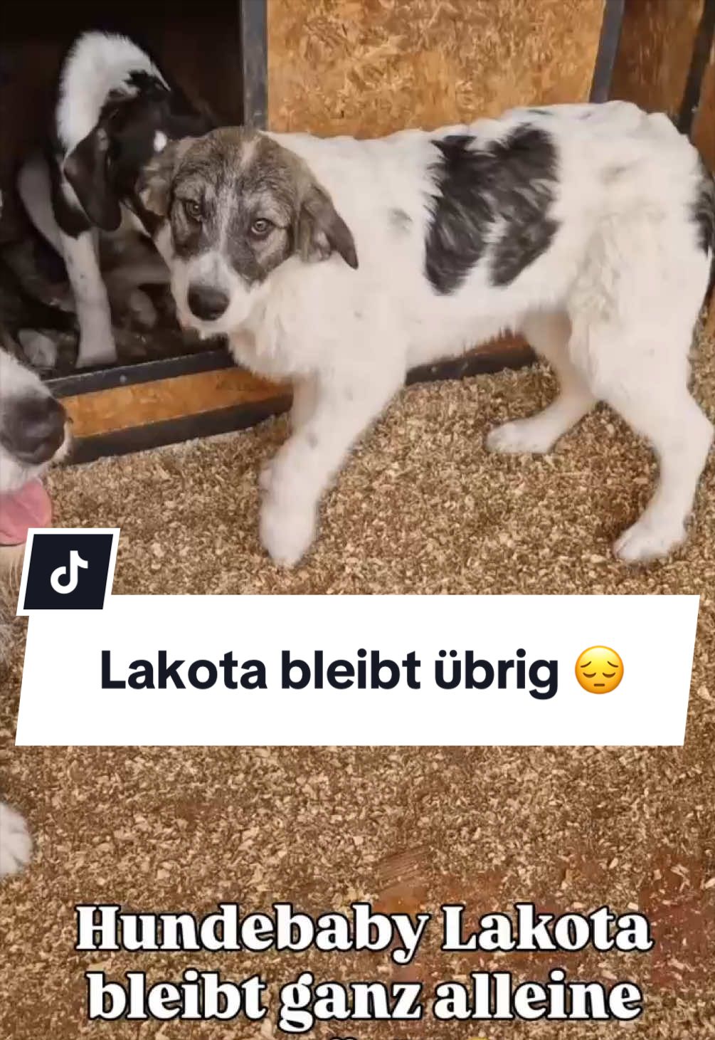 @Ein Herz für Streuner e.V.