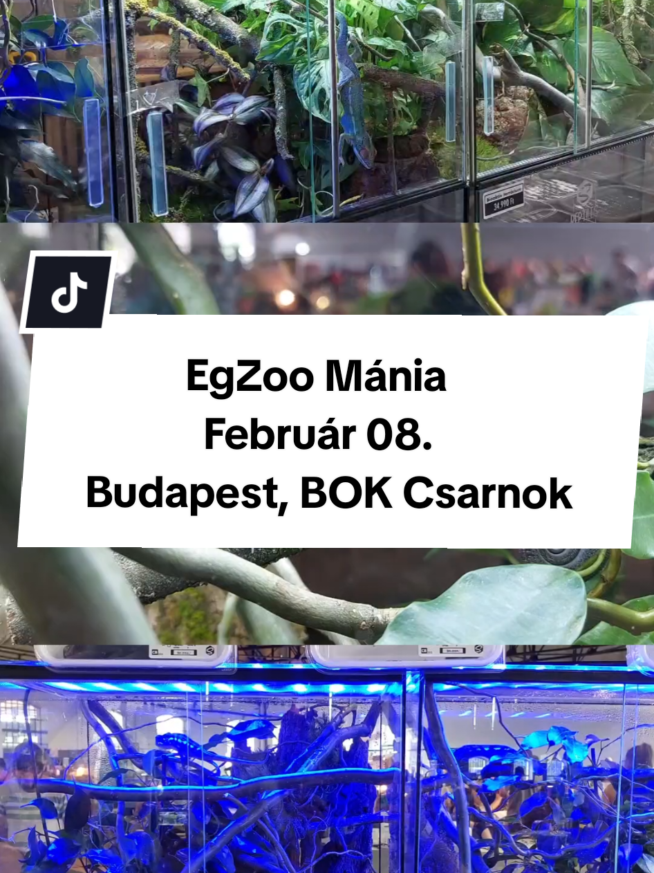@Milu a Gekk&oacute;s 🦎