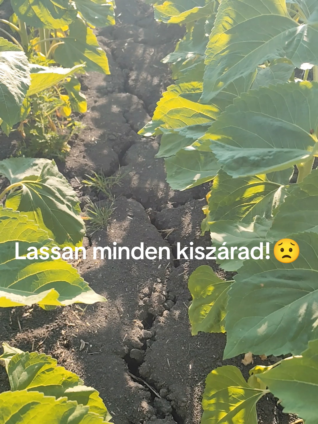 @papzsolt946💚💚💚🤍🤍🤍