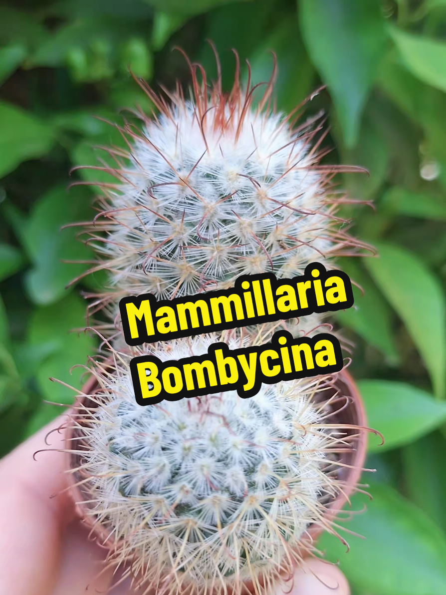 @Succulent_ninja