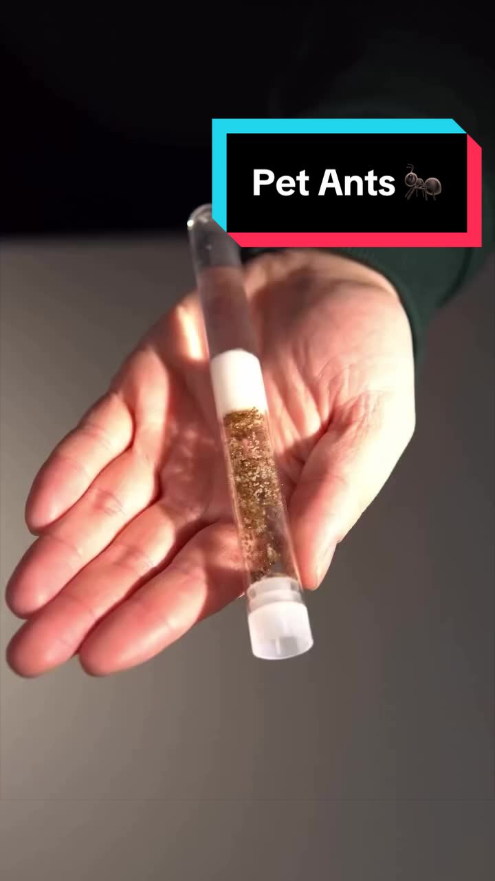 @antshq