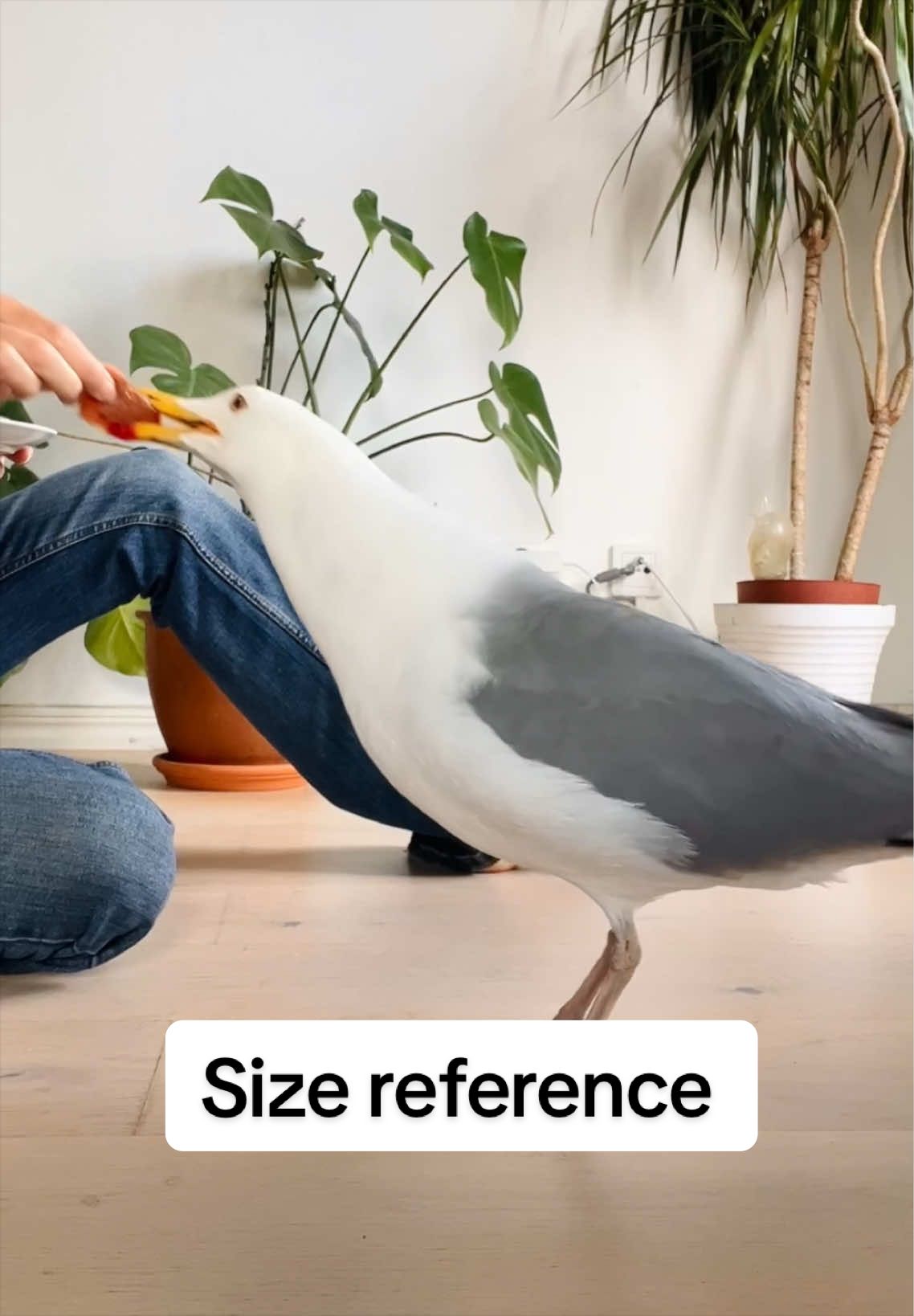 @Winston gull