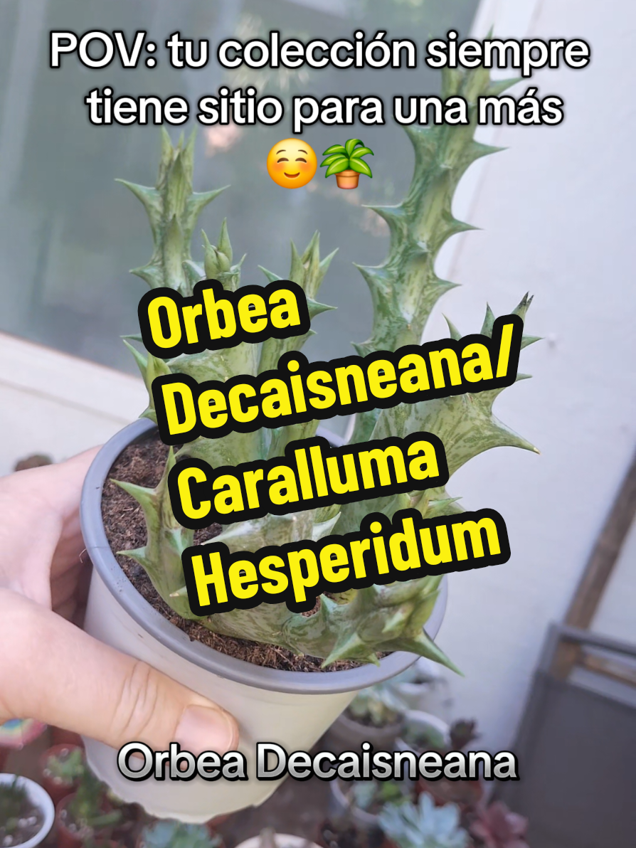 @Succulent_ninja