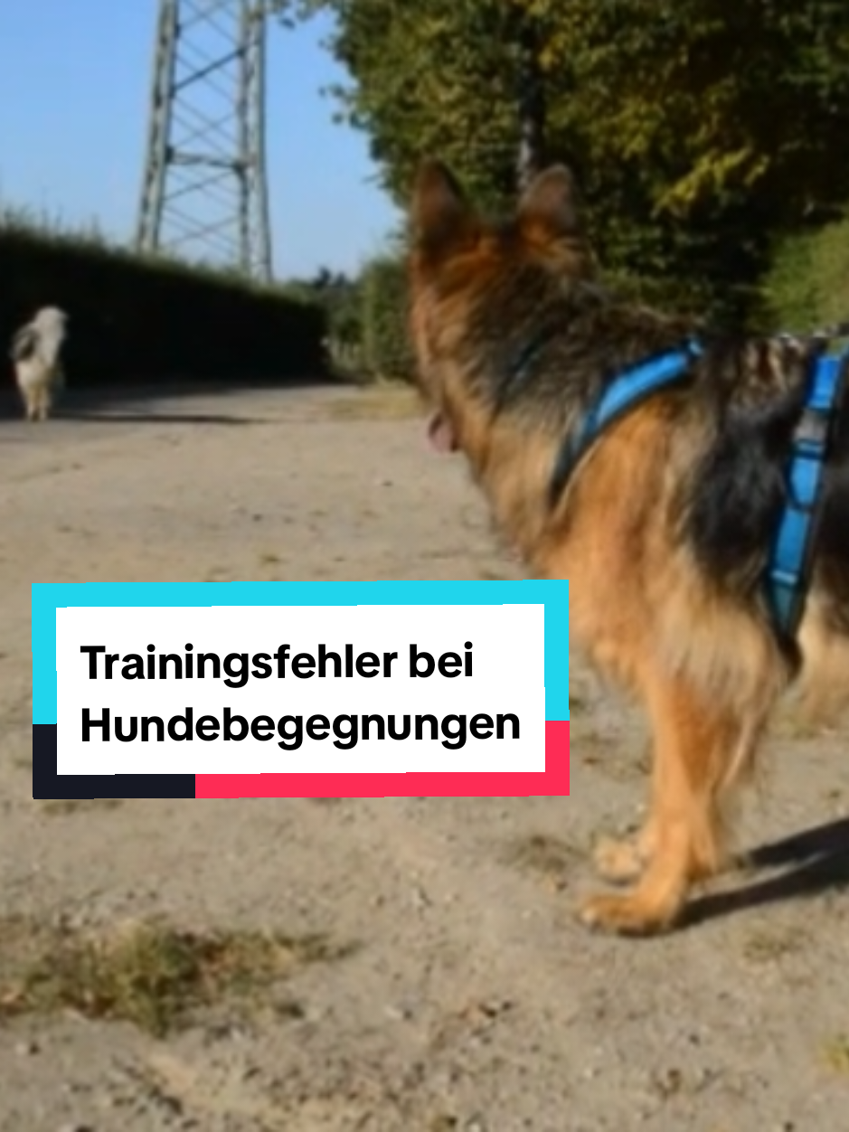 @Hundeschule Mit vier Pfoten