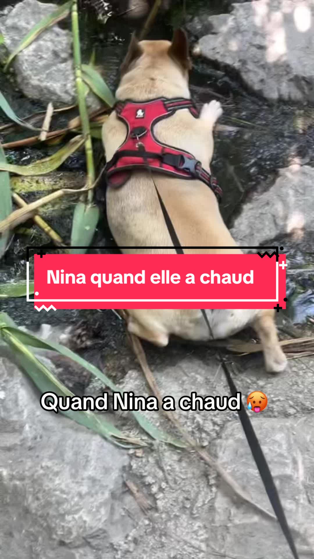 @les aventures de Nina