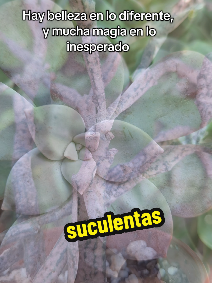 @Succulent_ninja