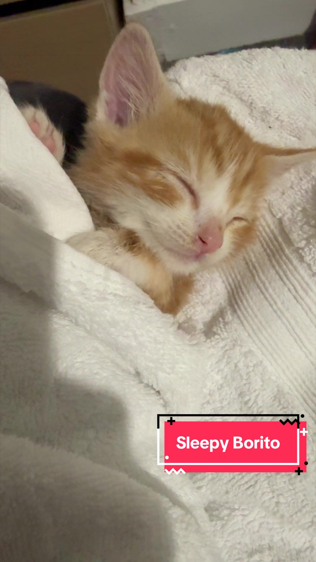 @Miracle Kittens