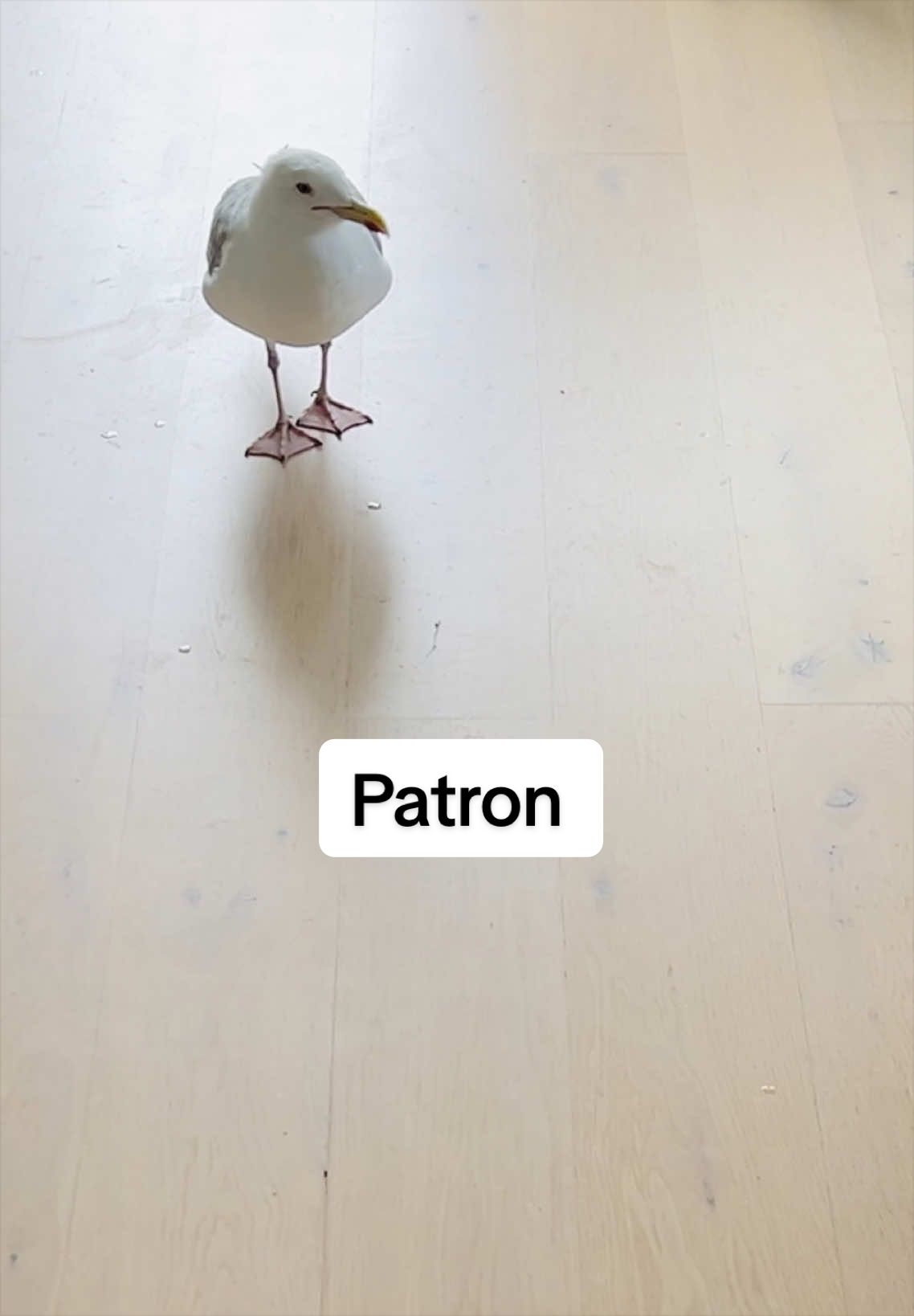 @Winston gull