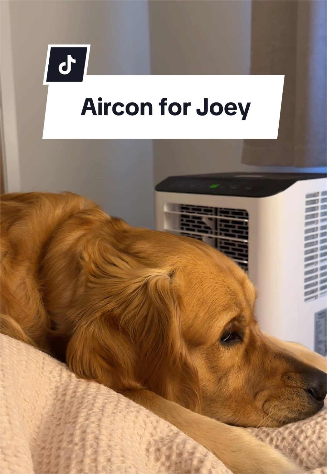 @Joey The Golden
