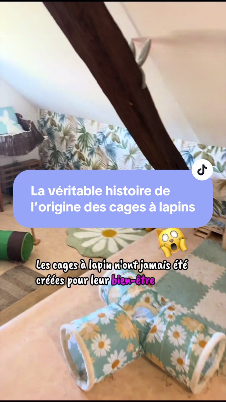 @Mes lapinouchs 🐰