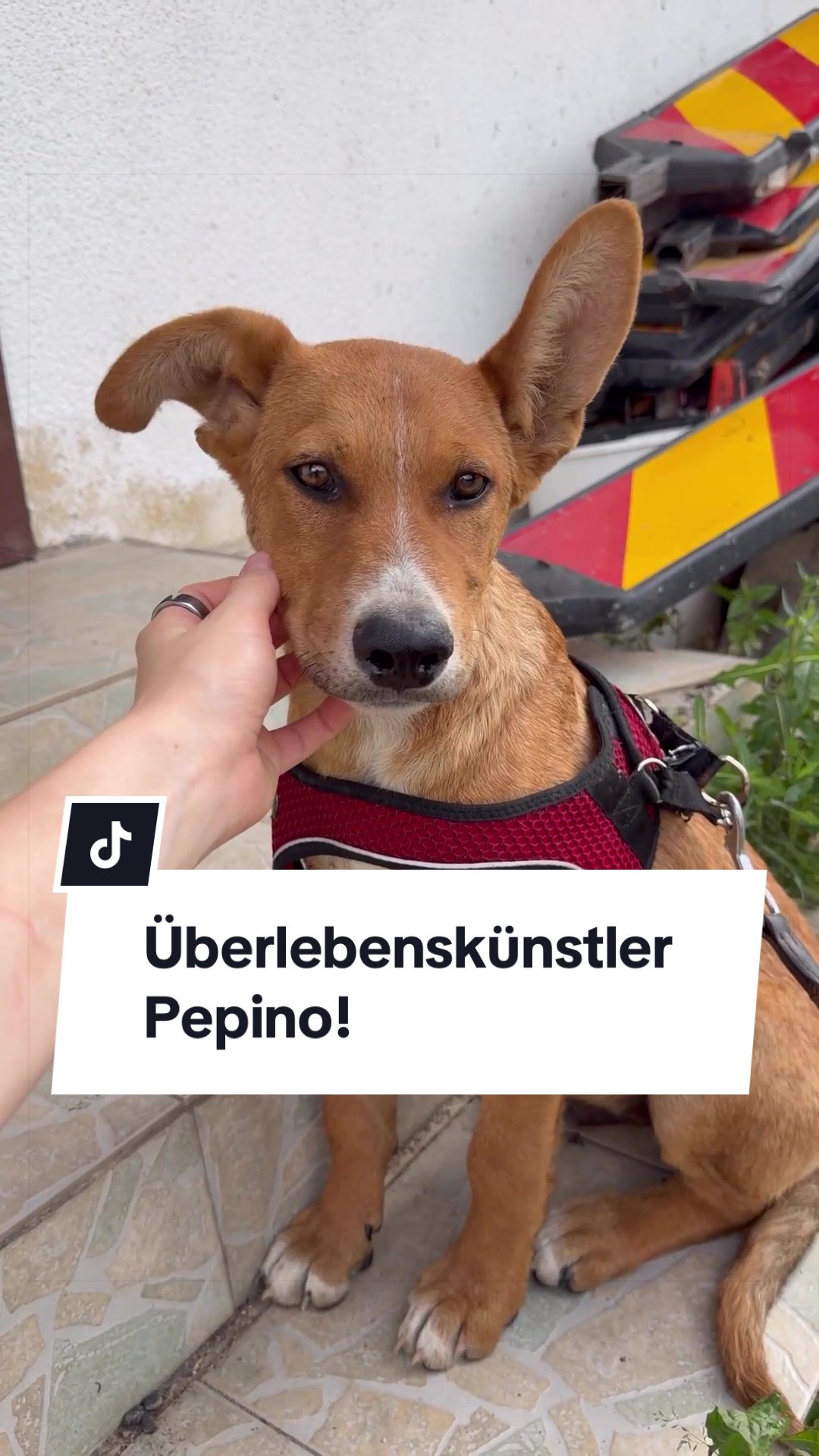 @Ein Herz für Streuner e.V.