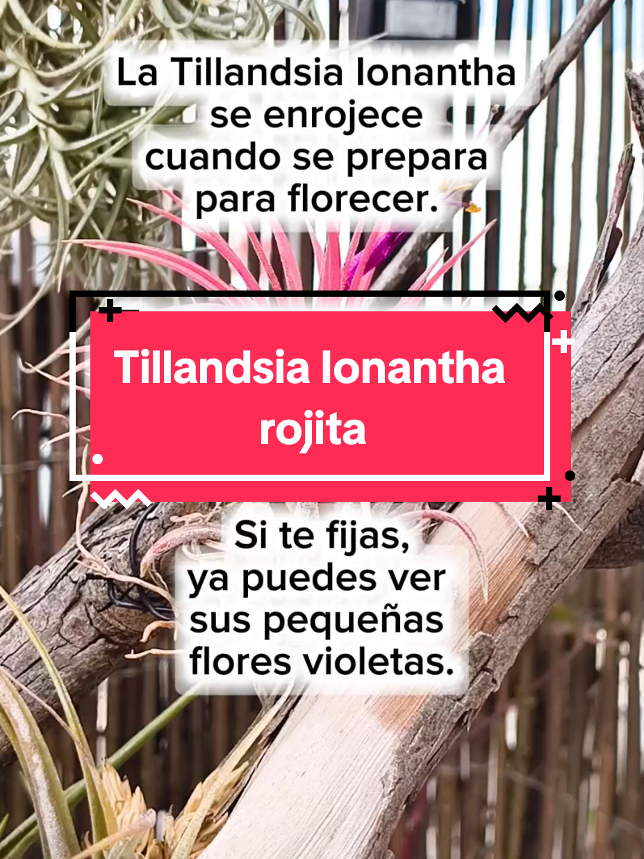 @𝑴𝒊 P𝒂𝒕𝒊𝒐𝒉𝒖𝒆𝒓𝒕𝒐