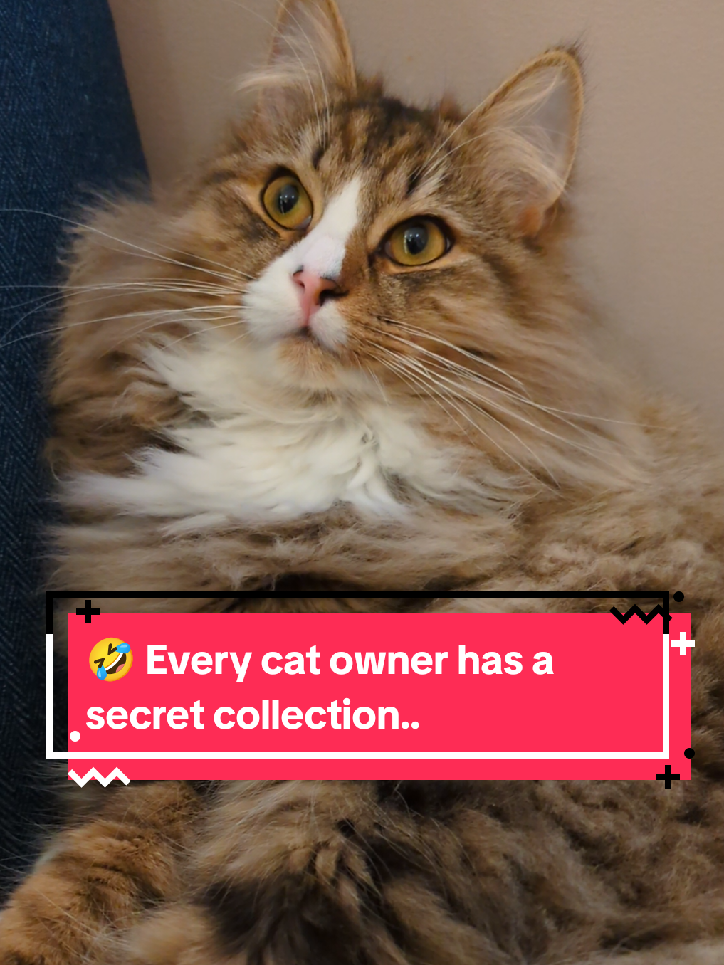 @The Cutest Cats Ever