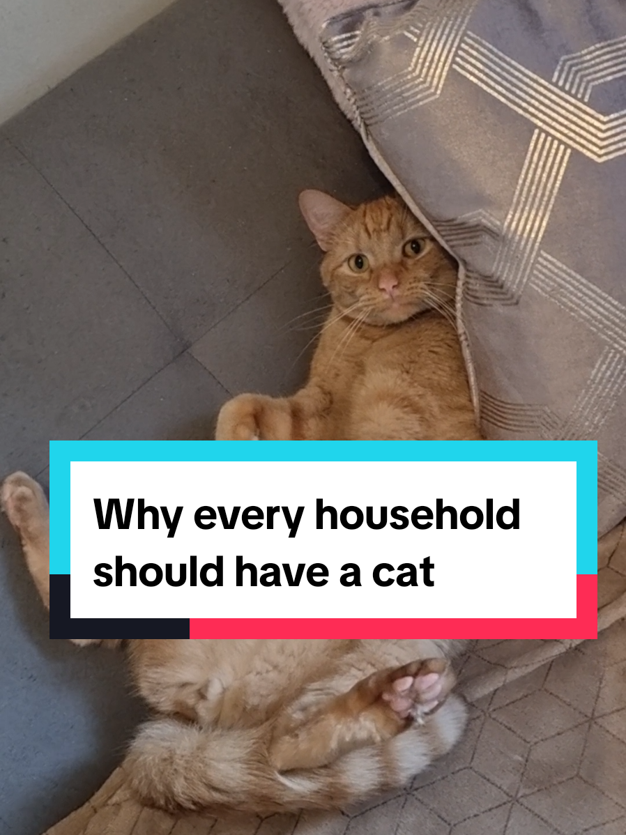 @Paws and Claws