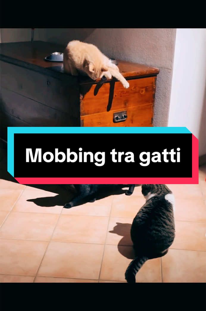 @Paolagemma Consulente Felina😻