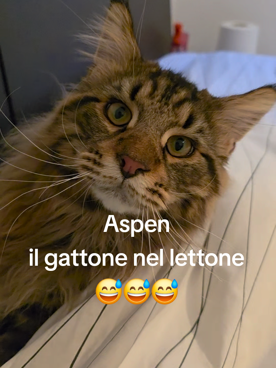 @🐾Aspen🐾