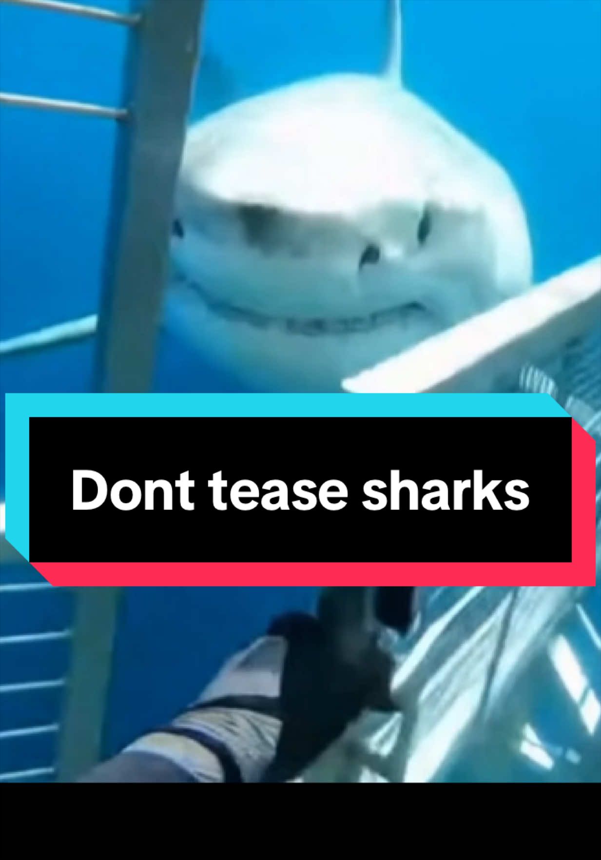 @The Shark Mommy