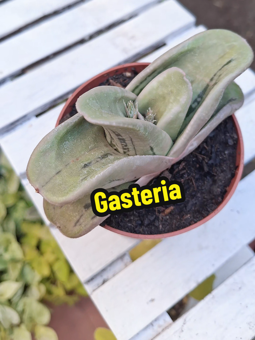 @Succulent_ninja