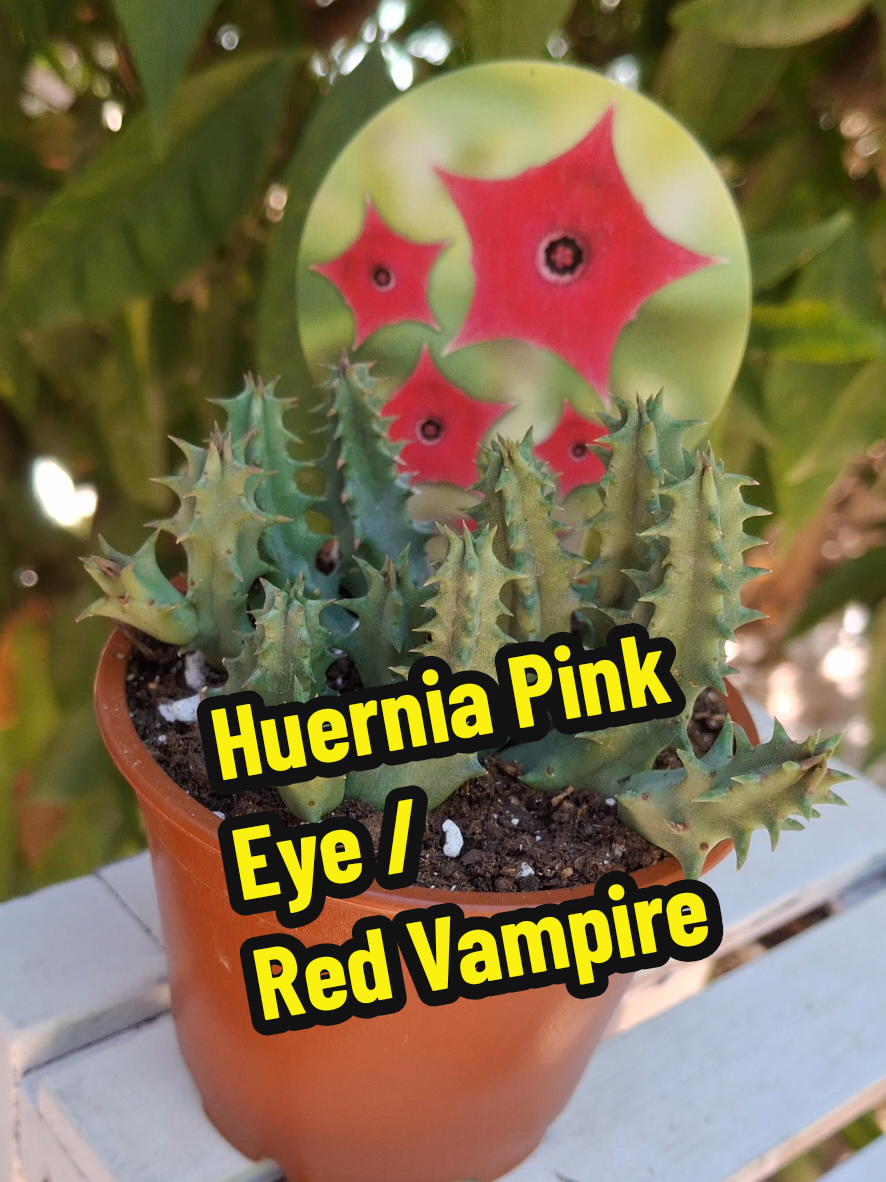 @Succulent_ninja